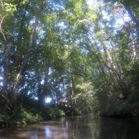 Kleinflussspaß in der Nordheide: Luhe