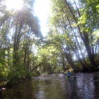 Kleinflussspaß in der Nordheide: Luhe