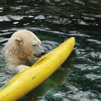 Eisbären und Kajaks