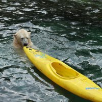 Eisbären und Kajaks