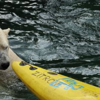 Eisbären und Kajaks