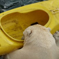 Eisbären und Kajaks