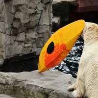 Eisbären und Kajaks