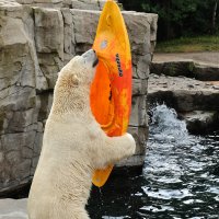 Eisbären und Kajaks