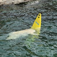 Eisbären und Kajaks