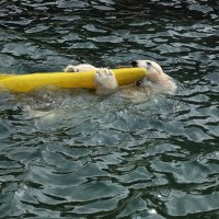 Eisbären und Kajaks