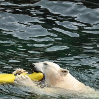 Eisbären und Kajaks