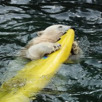 Eisbären und Kajaks