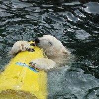 Eisbären und Kajaks