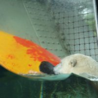 Eisbären und Kajaks