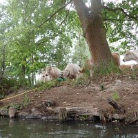 Spreewald